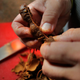 Chef's hands peeling tamarind